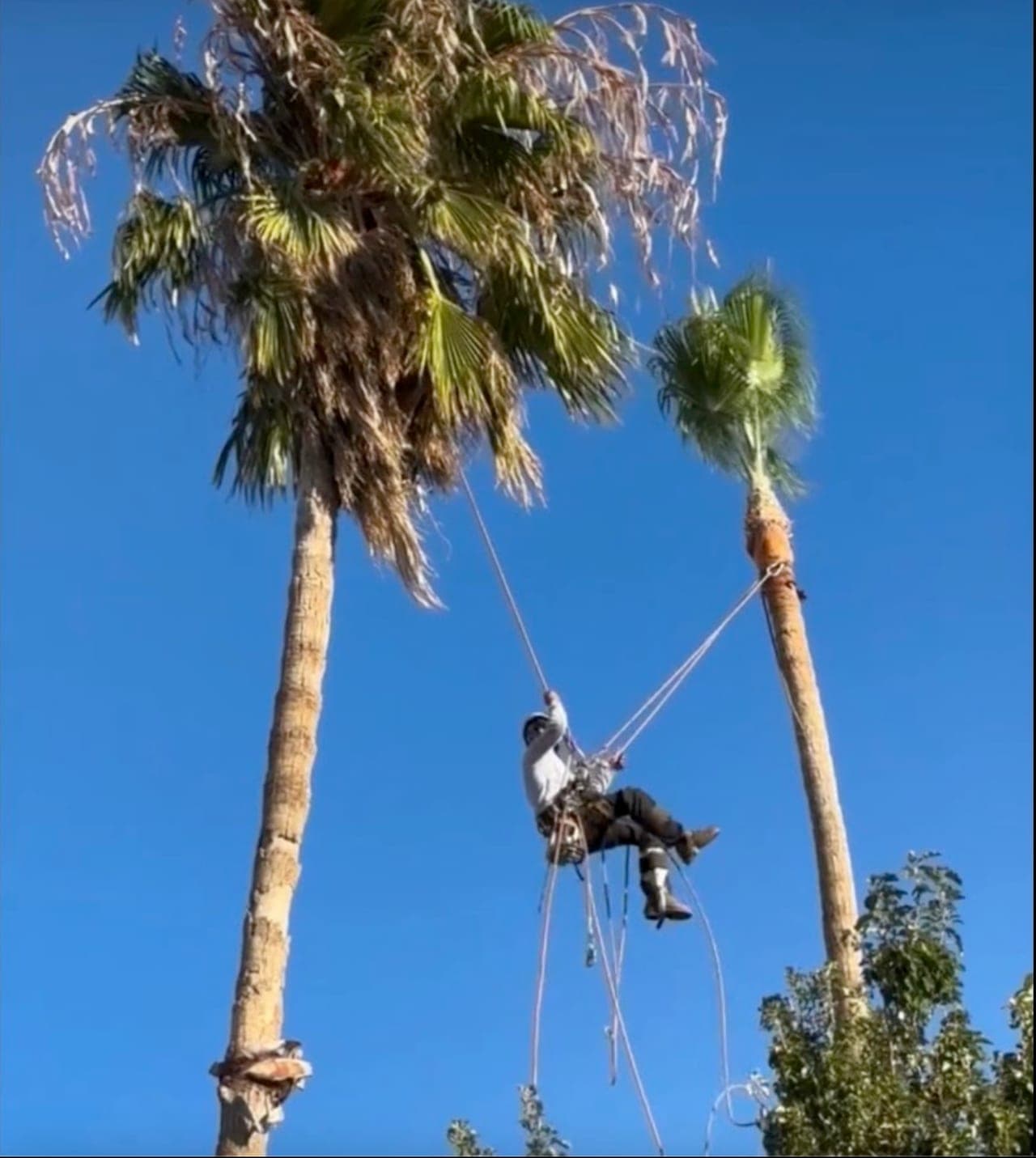 Climber on rope suspended between two fan palms, one crown still thick with dead fronds