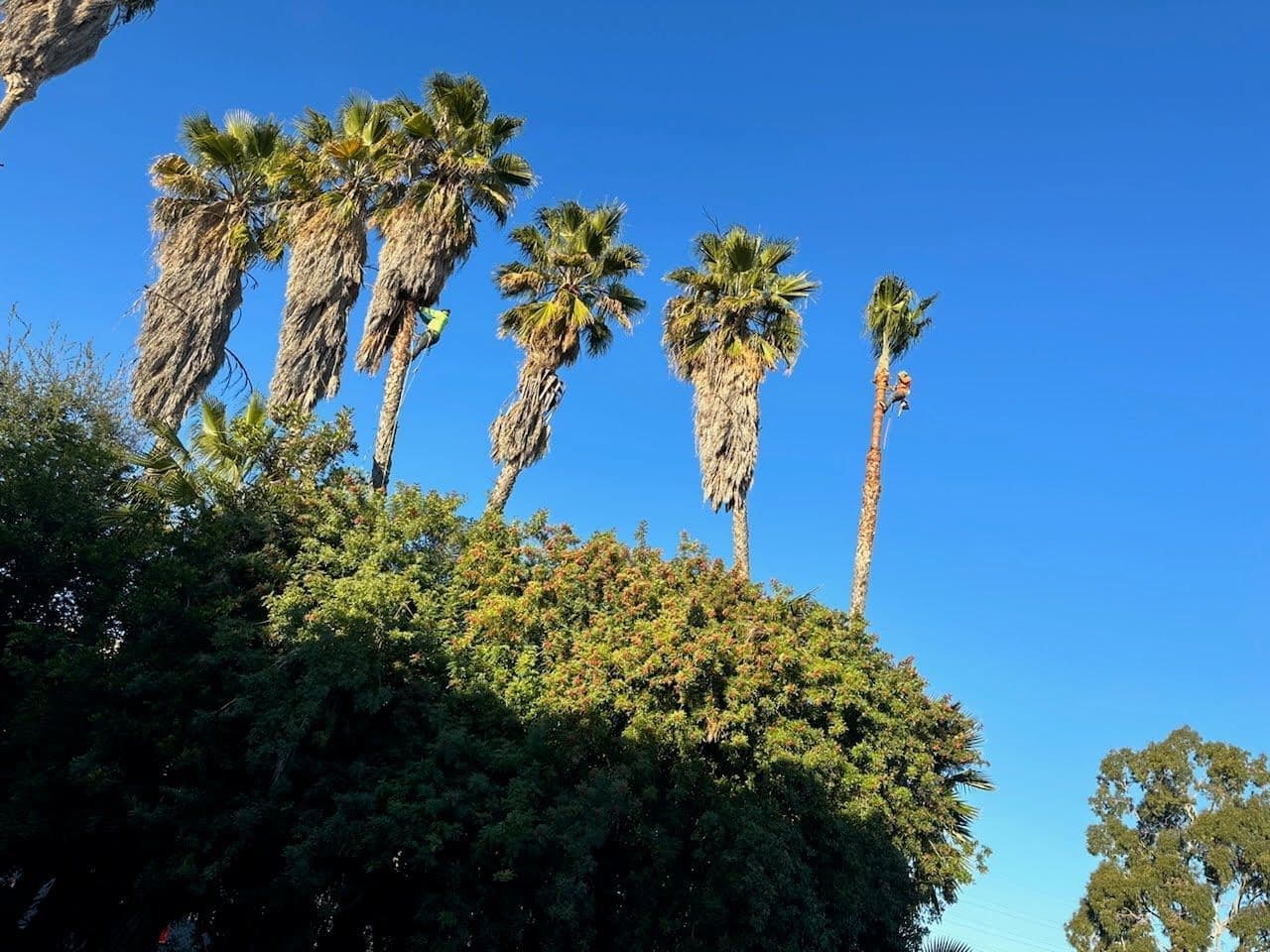 Tall fan palms with long brown frond skirts under green crowns, two climbers working up the trunks