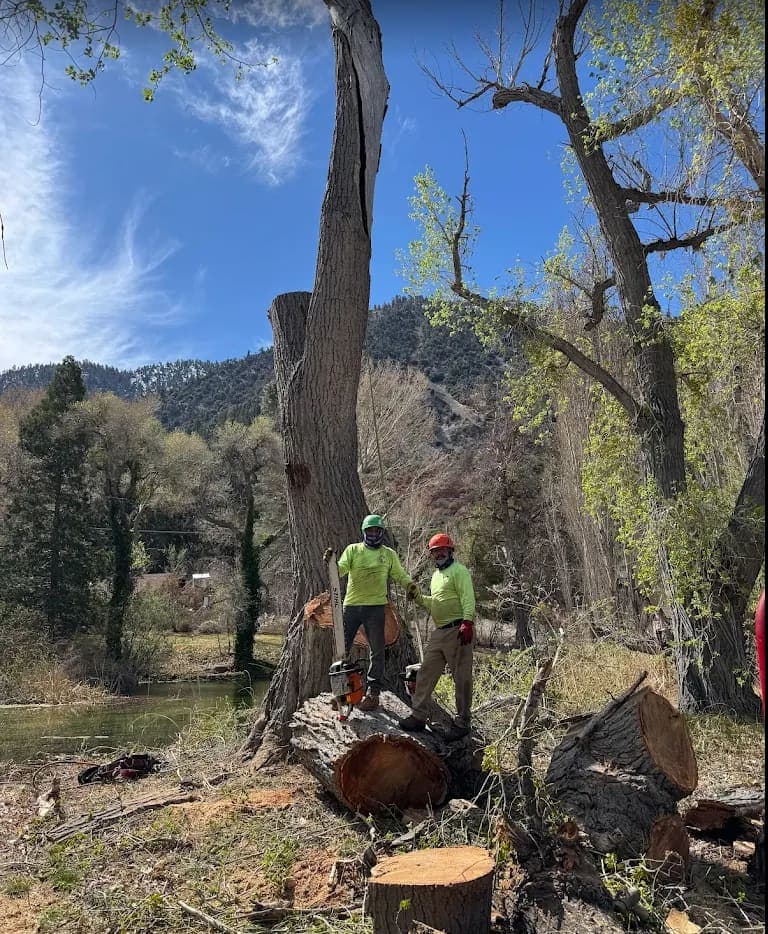 Big creekside cottonwood takedown — crew on the felled trunk — Two sawyers standing on a massive bucked log, mountains behind.