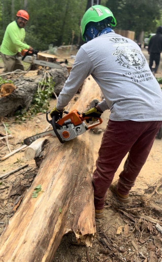 Bucking the felled trunk — Chainsaw work on the big cottonwood rounds — UFO shirt front and center.