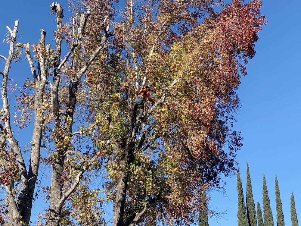 El trepador trabajando el último liquidámbar — Los otros dos ya terminados y los cipreses italianos ahí paraditos — un día de otoño con cielo azul.