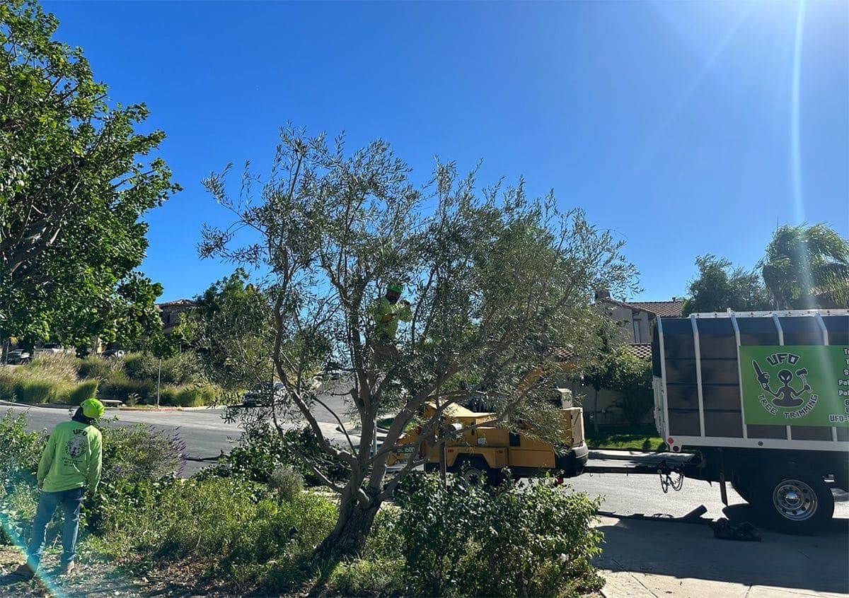 Olive trim on a hillside street — Climber in the silver canopy, second crew below, rig on the road.