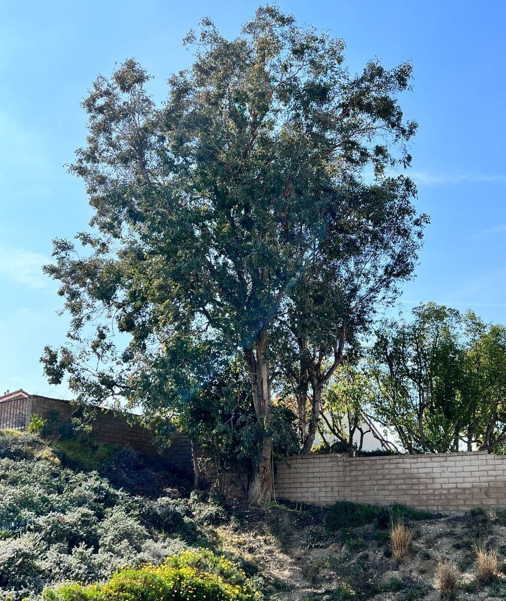 Eucalipto de ladera con el aparejo puesto — La cuerda lista en la base y la copa completa barriendo sobre la pendiente.