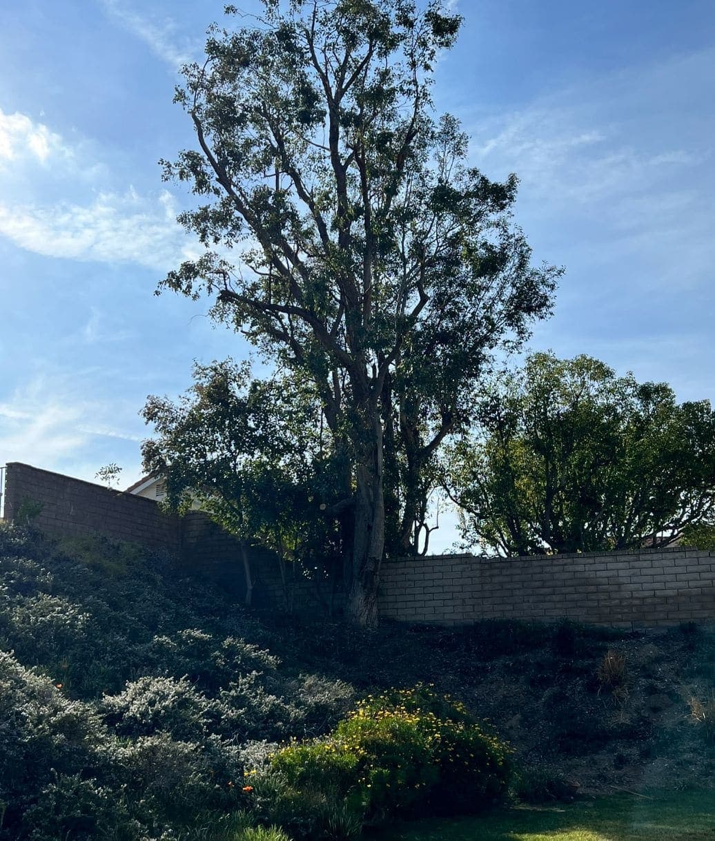 Después del corte — las ramas bajas fuera de la pendiente — Copa elevada por encima de la línea de la barda y el tronco libre sobre la plantación de la pendiente.