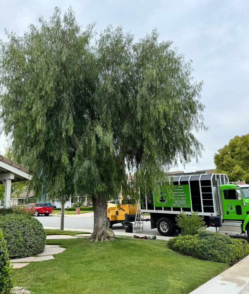 Overgrown California pepper — skirt to the lawn, rig staged — Canopy touching the ground on one side; chipper and ladder ready.