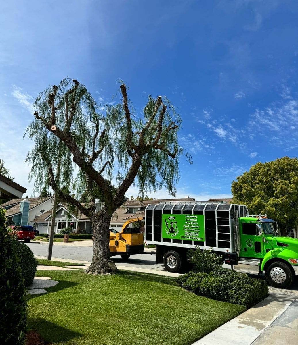 The pepper after crown reduction — raised, thinned, breathing again — Trunk exposed, lawn clean, truck still on scene.