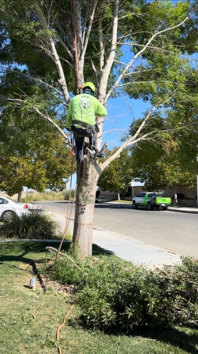 Espuelas y motosierra — desarmando pieza por pieza un árbol de varios troncos — Trepador con espuelas y línea de aparejo, con la camioneta rotulada del otro lado de la calle.