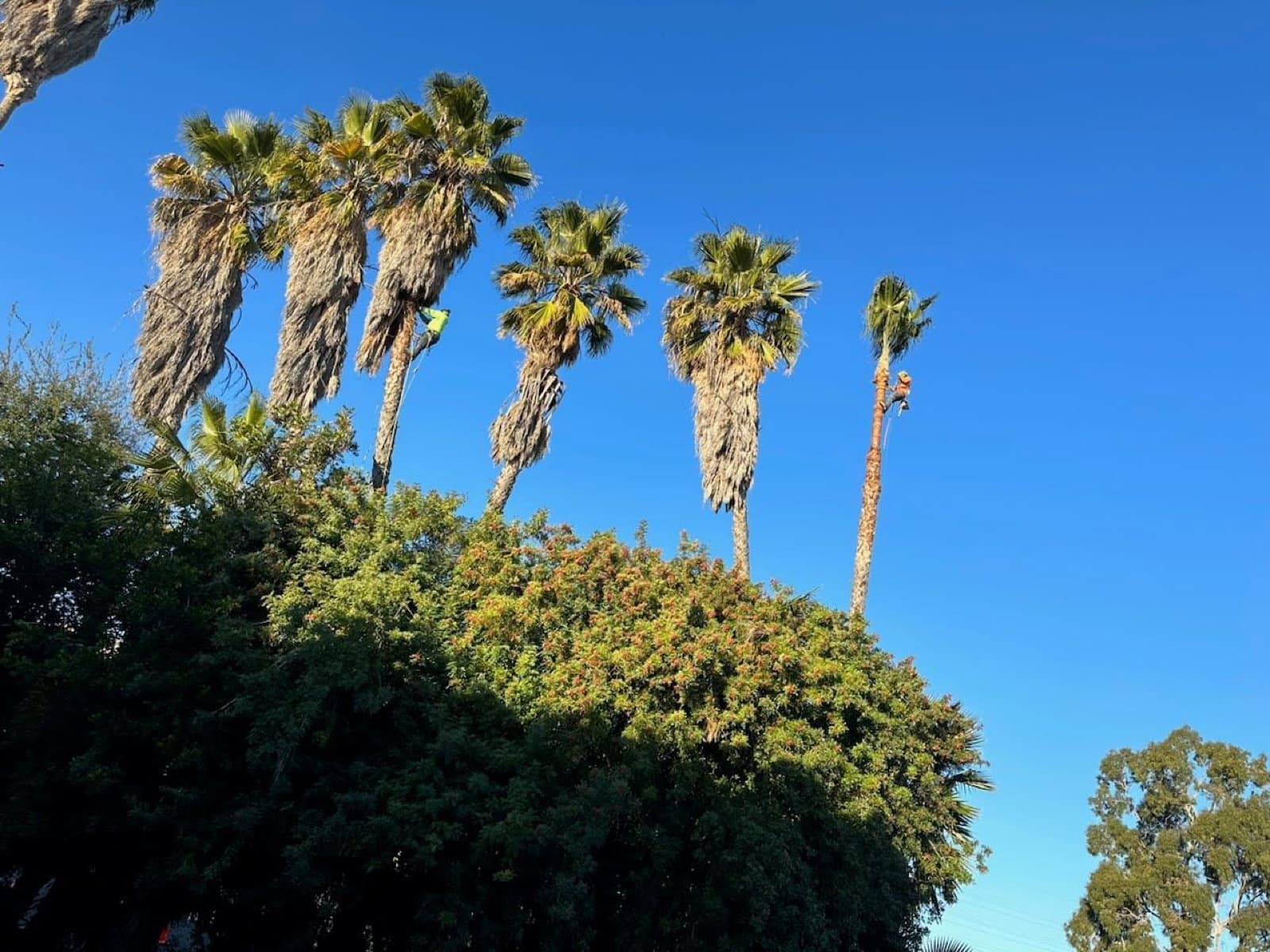 A UFO Tree Trimming climber working at the crown of a tall palm against a blue sky